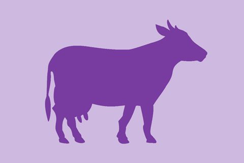 Purple Cow Theory